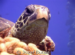 "Siesta",,,,,green sea turtle at cleaning station by Jozef Butala 